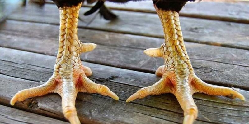 Hướng dẫn cách lựa chọn để tránh loại xấu