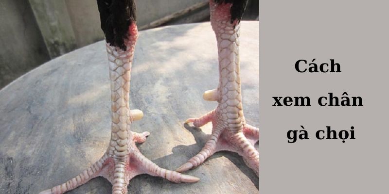 Hướng dẫn cách xem vảy ngón chân gà chọi cực dễ