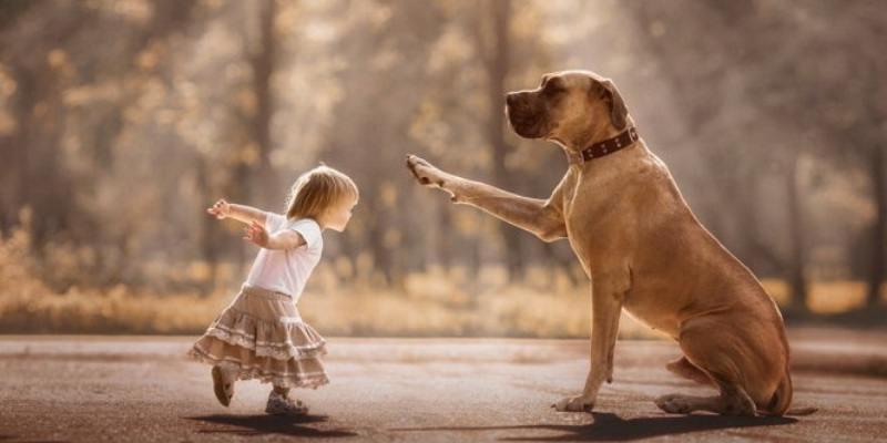 Nằm mơ thấy chó vàng đẻ con mang lại điềm báo thịnh vượng