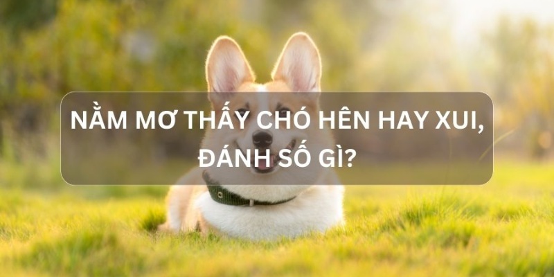 Những con lô nên chọn khi mơ thấy chó