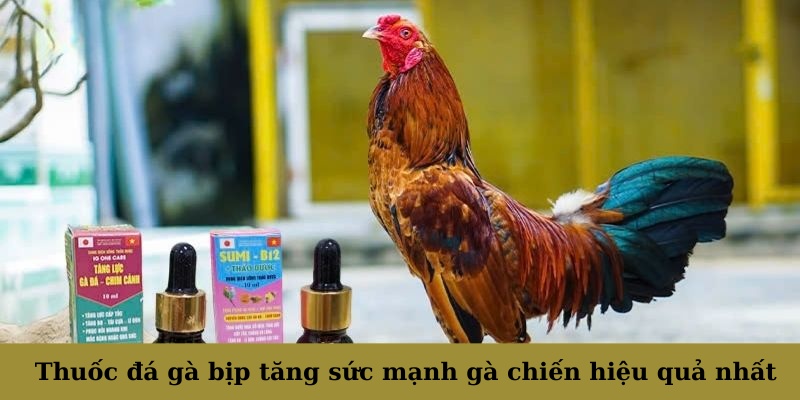 Thuốc đá gà bịp tăng sức mạnh gà chiến hiệu quả nhất