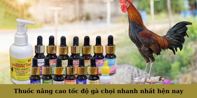 Thuốc nâng cao tốc độ gà chọi nhanh nhất hện nay