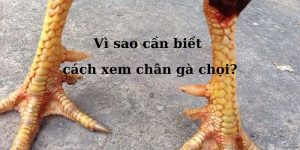 cách xem chân vảy gà chọi