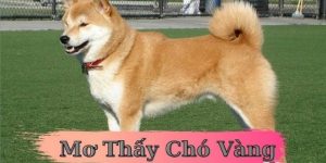 nằm mơ thấy chó vàng đáng con gì