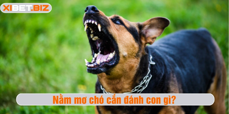 Nằm mơ chó cắn